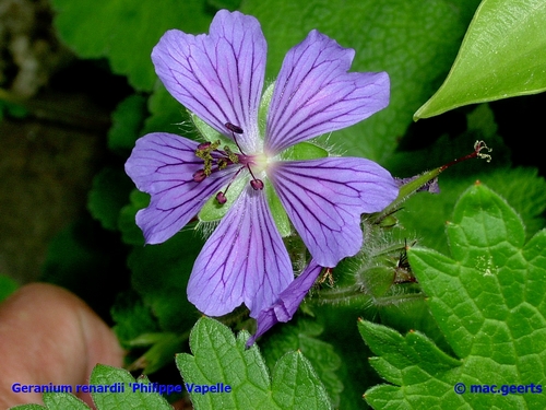 Geranium renardii 'Philippe Vapelle'